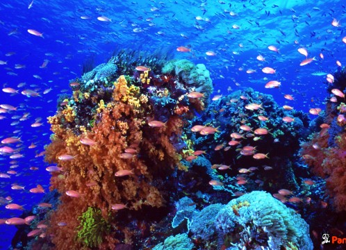 リーフクルーズ _06